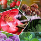 Tabletki nawozu organicznego o powolnym uwalnianiu